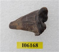 藏品(老虎齒)的圖片